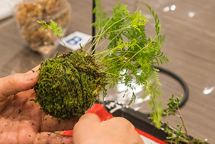 盆栽士に学ぶ 涼やかな苔玉 つりシノブ 作り教室 東京建物 Brillia ブリリア くらしサイト
