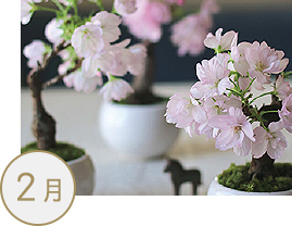 桜の盆栽づくり