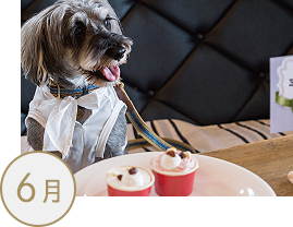愛犬を可愛く写そう！インスタ映えするスマホの撮り方